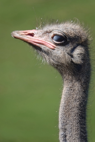 ostrich